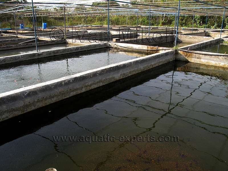 Acuicultura en Venezuela 1